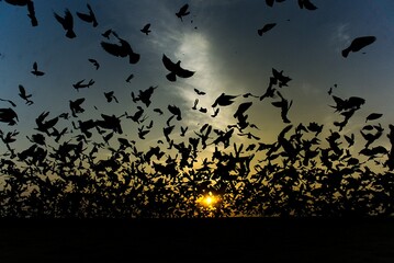 Fototapeta premium Liberty