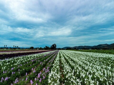 Beautiful field with vibrant purple and white flowers in Lompoc, California