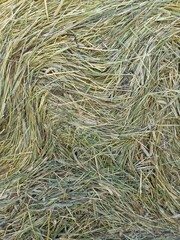 hay bale in the field