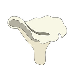 Fototapeta premium Mushroom icon is drawn in a flat style. Color vector illustration