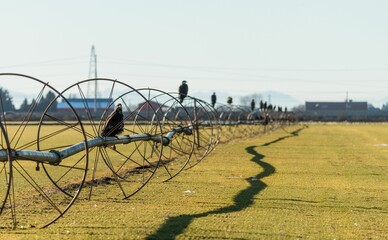 Beautiful view of Eagles in a field in Delta, British Columbia, Canada