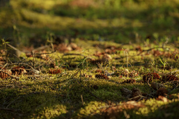 Naklejka na ściany i meble Green moss in a forest at sunset. Macro image, shallow depth of field. Blurred summer nature background..