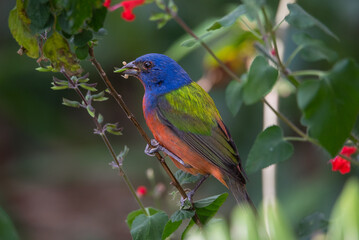 Painted Bunting