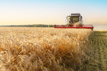 Plakat The combine harvester removes ripe wheat. Agricultural work, harvesting grain in the field.