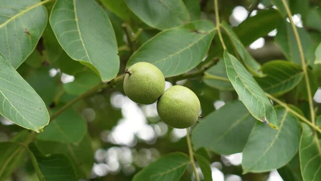 Walnut tree with green nuts and foliage in summer. Food in the wild. Close-up