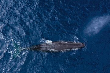 Aerial photo of a Sperm Whale in the ocean of Mauritius