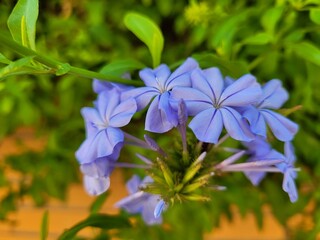 Blue Jasmine in the garden 