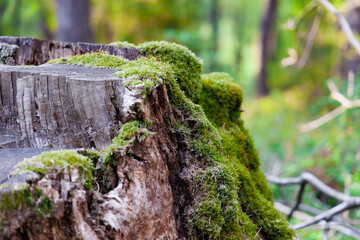 Close-up Photo of a moss-covered trunk against a blurry forest background.