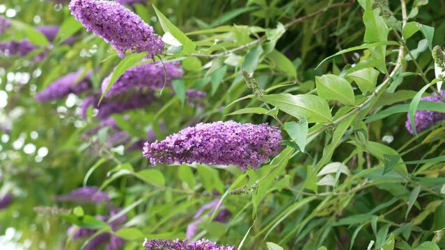 Blooming purple Lilac flowers on background of summer green leaves in garden. Butterfly bush. Buddleja blossom. Close up