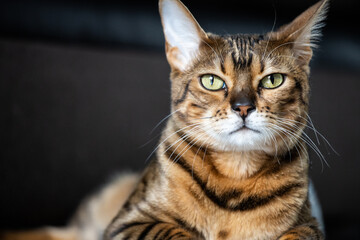  luxurious bengal cat. charismatic close-up portrait