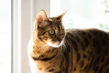 Fototapeta premium portrait of a luxurious bengal cat