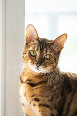 Bengal cat, in a bright modern apartment in daylight.