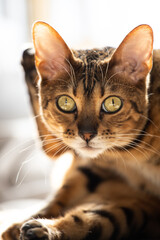 Bengal cat. Cat takes care of himself, cleans his fur, resting on the floor.