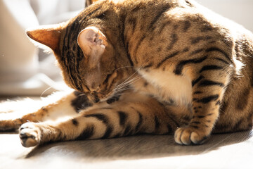 Bengal cat. Cat takes care of himself, cleans his fur, resting on the floor.