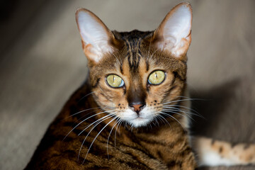 portrait of a luxurious bengal cat in the sun