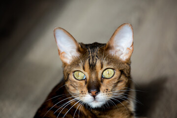 portrait of a luxurious bengal cat in the sun