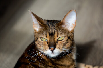 portrait of a luxurious bengal cat in the sun