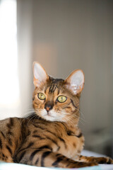 Bengal cat, in a bright modern apartment in daylight.