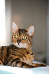 Bengal cat, in a bright modern apartment in daylight.