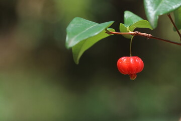 Surinam cherry or pitanga (Eugenia uniflora) is often used in gardens as a hedge or screen.	
