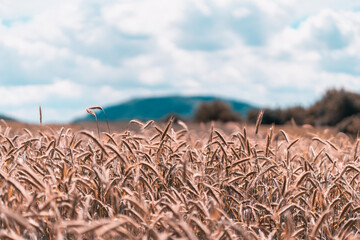 Kornfeld in der Vulkaneifel