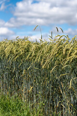 Kornfeld in der Ukraine Sommer