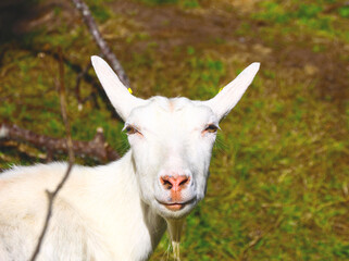 Obraz premium Frontal closeup of a hornless white goat looking directly at the camera