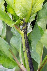Black aphid infestation on a Dahlia stalk.