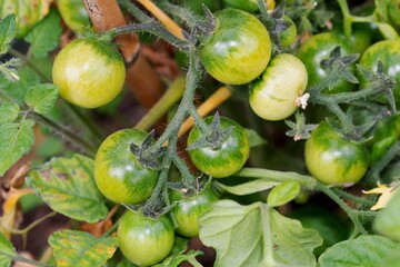 Green cherry tomato truss close up.