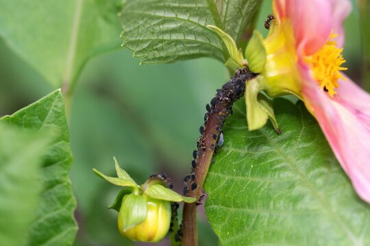 Black aphid infestation on the stalk of a Pink Dahlia flower.