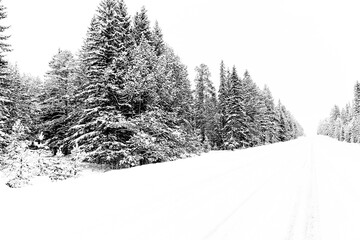 White snow mist. Spruce forest in winter. Winter landscape