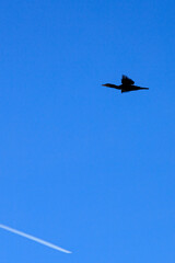 bird silhouette flying in blue sky