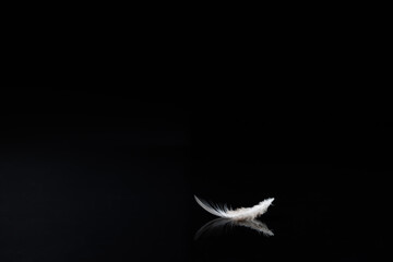 a white and brown bird feather on black background. single bird feather with reflection on the black background.