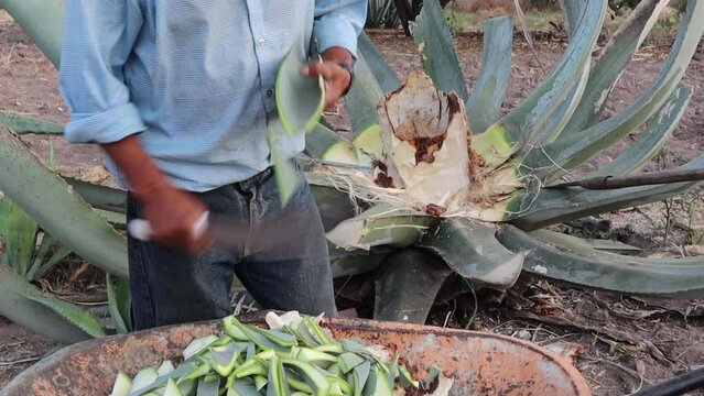 Maguey leaves green or ensiled and then chopped or cut used to feed cattle and goats during the summ