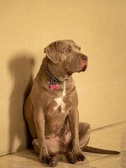 Retrato de perro pitbull color cafe plateado.