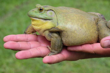 Giant African Bullfrog on hand. Copy space and animal concept