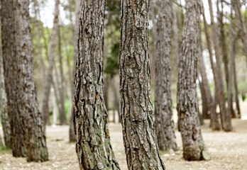 Obraz premium Tree trunks in the forest