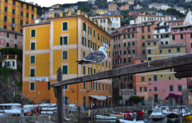 Lonely seagull with the city of Camogli in the background