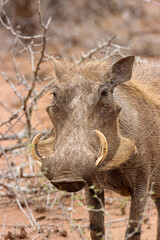 Naklejka na ściany i meble Warthog, Kruger National Park, South Africa 