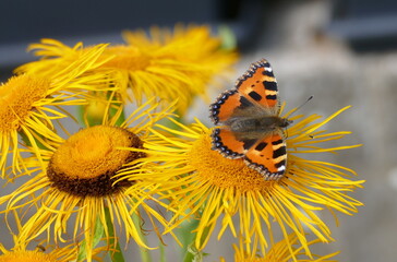 Ein kleiner Fuchs Schmetterling auf der Blume