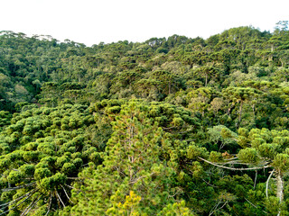 Forest araucaria trees in a valley in Campos do Jordão, Brazil