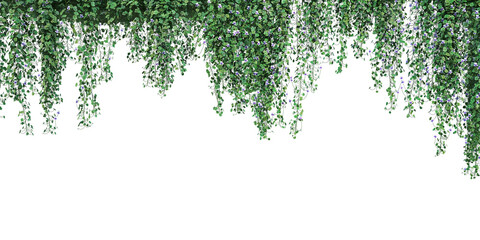 Obraz premium Plants and flowers with white background