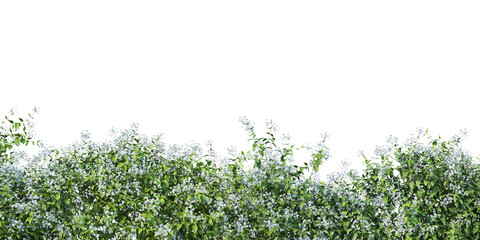 Plants and flowers with white background