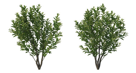 Obraz premium Plants and flowers with white background