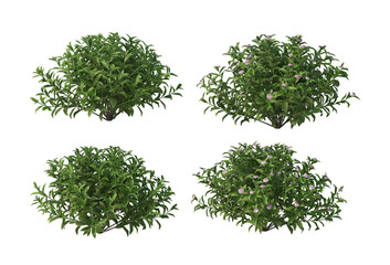 Obraz premium Plants and flowers with white background