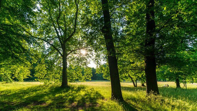 Low sun behind green trees in summer at the Clara-Zetkin-Park in Leipzig