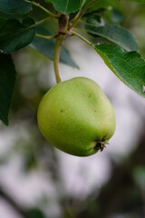 Single small apple on tree not ripe yet early in the season