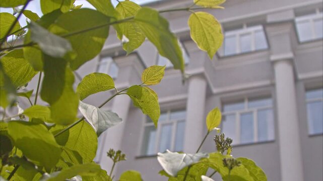 educational institution with columns in the foreground green lilac branches. the university is waiting for applicants. high school. Slow Motion 100fps 2.8k