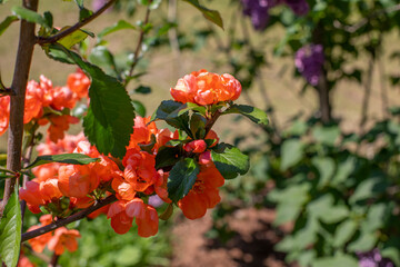 Branch Chaenomeles Flowering quince blossom with pink flowers, ornamental shrub