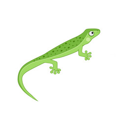 Lizard, vector illustration isolated on white background, reptile